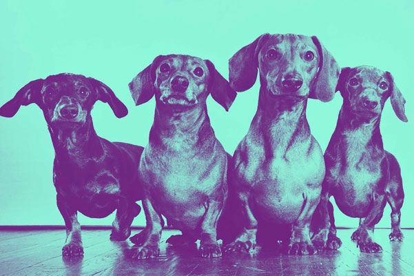 AUSSTELLUNGEN : Kunsthalle Bremen, Der Dackel · Ein Ikone geht Gassi, Foto: Ylla, Four Dachshunds